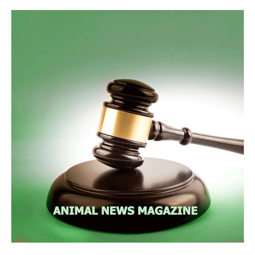 Animal News Magazine