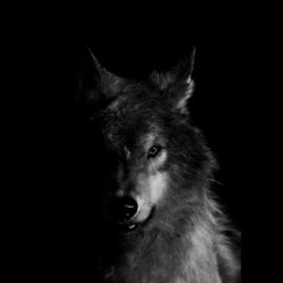 Når ulven kommer