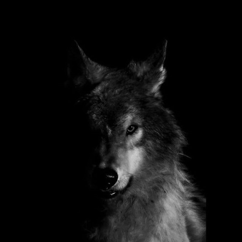 Når ulven kommer
