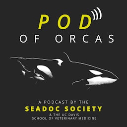 Pod of Orcas