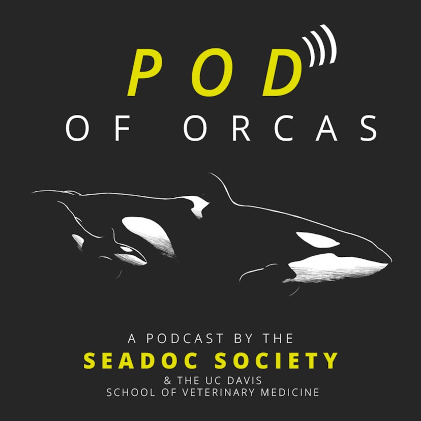 Pod of Orcas