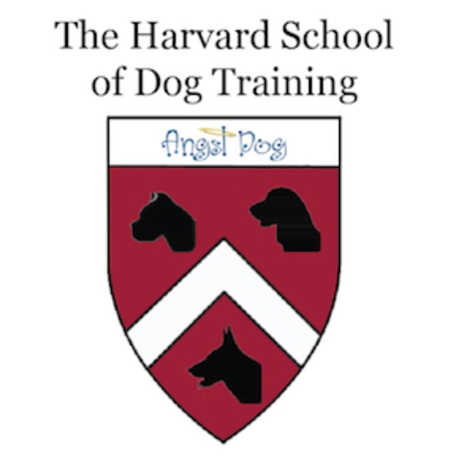 Angel Dog Training
